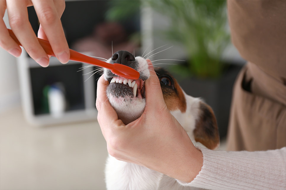 Transfurmation Lab dog teethclean